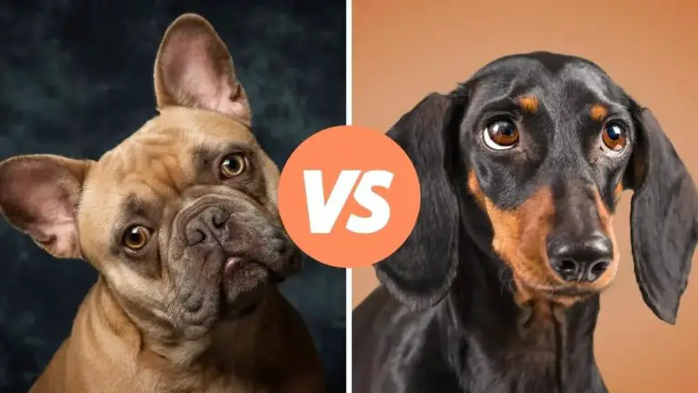 french bulldog vs dachshund