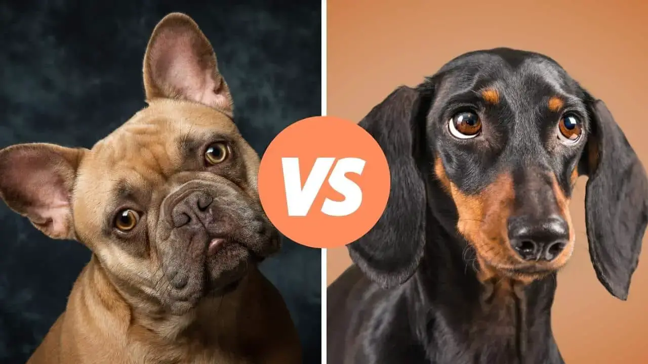 french bulldog vs dachshund