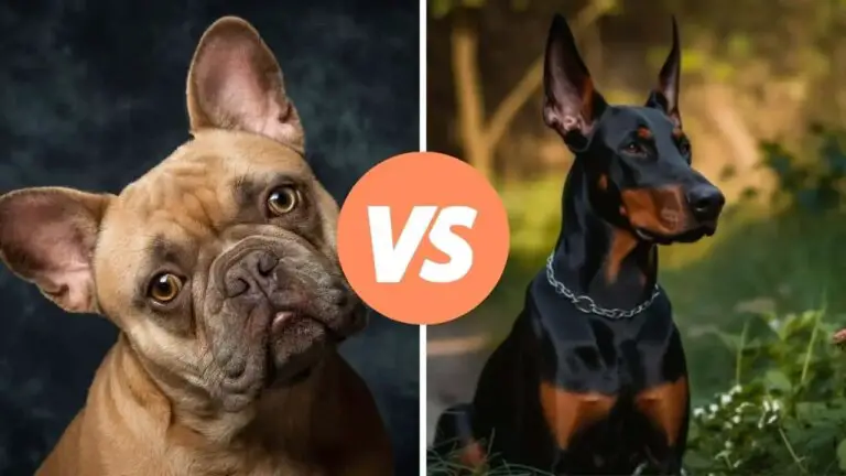 french bulldog vs doberman pinscher