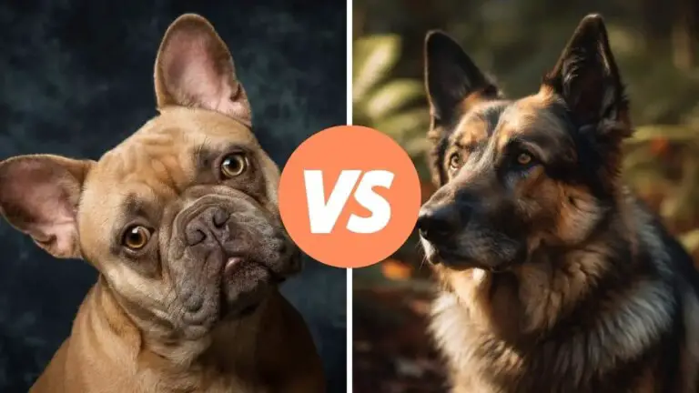 french bulldog vs german shepherd