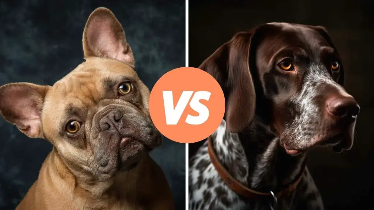 french bulldog vs german shorthaired pointer