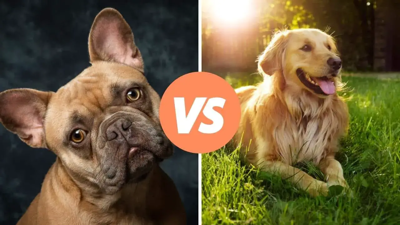 french bulldog vs golden retriever
