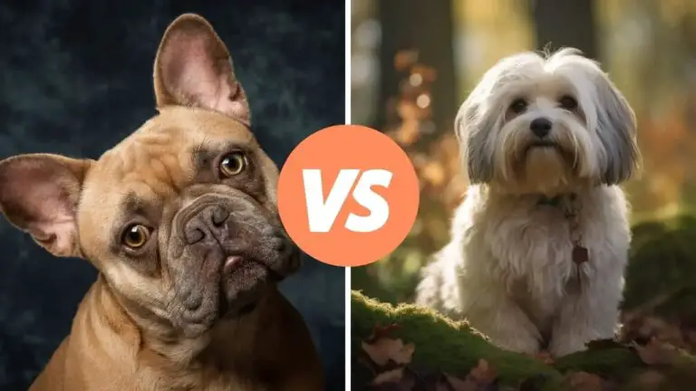 french bulldog vs havanese