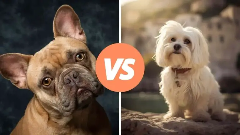 french bulldog vs maltese