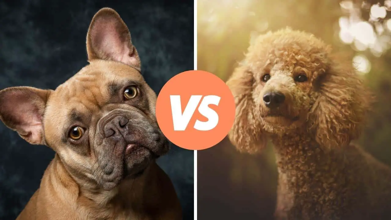 french bulldog vs poodle
