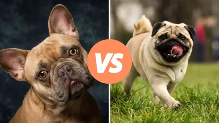 french bulldog vs pug