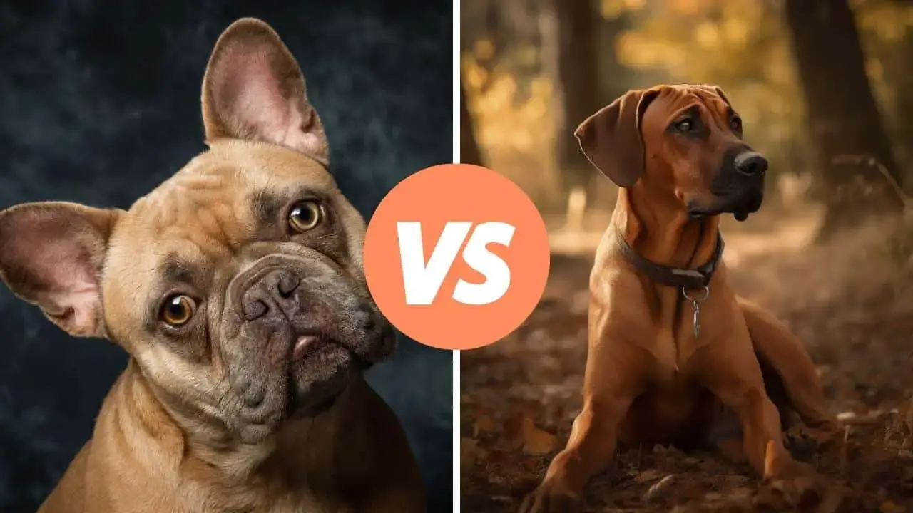 french bulldog vs rhodesian ridgeback