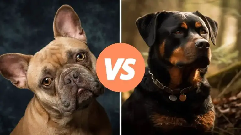 french bulldog vs rottweiler