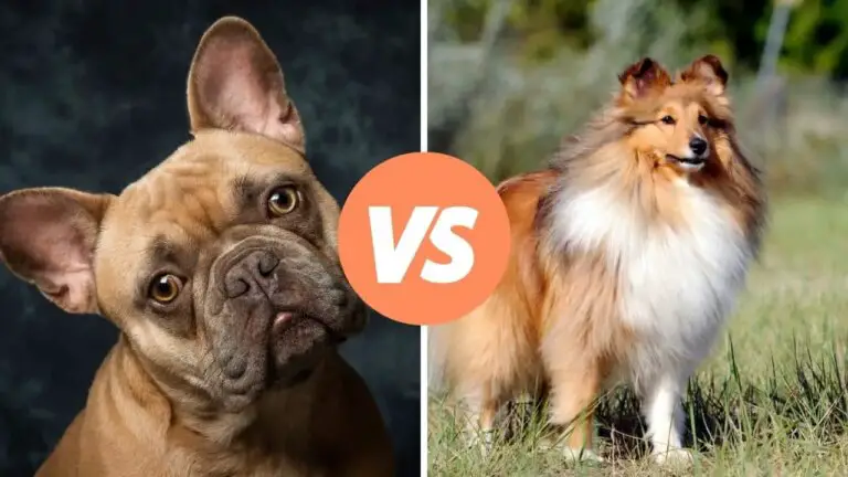 french bulldog vs shetland sheepdog