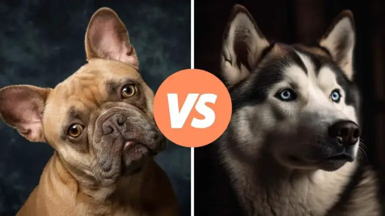 french bulldog vs siberian husky