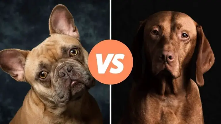 french bulldog vs vizsla