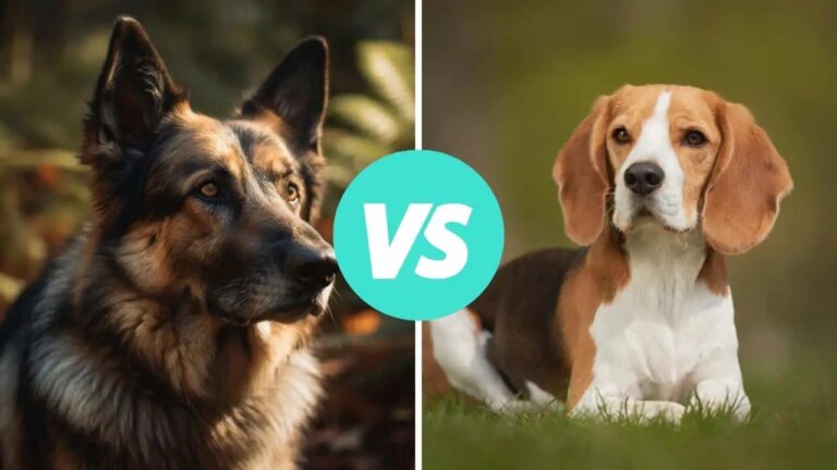 german shepherd vs beagle