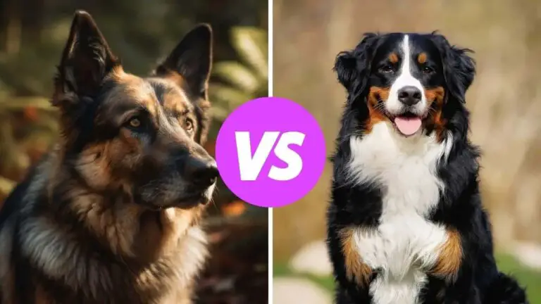 german shepherd vs bernese mountain dog