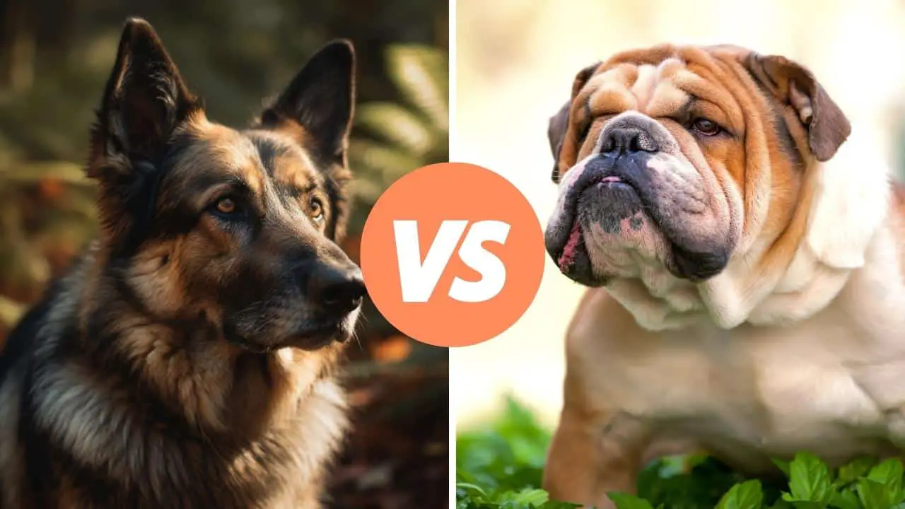 german shepherd vs bulldog