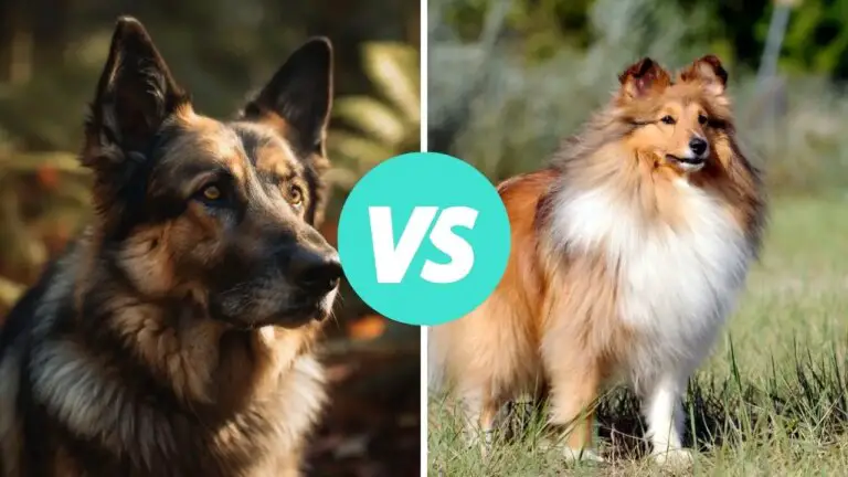 german shepherd vs shetland sheepdog