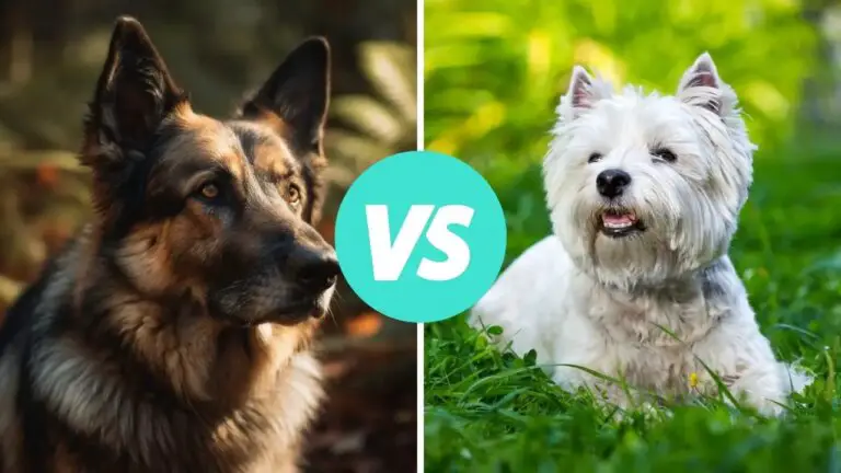 german shepherd vs west highland white terrier
