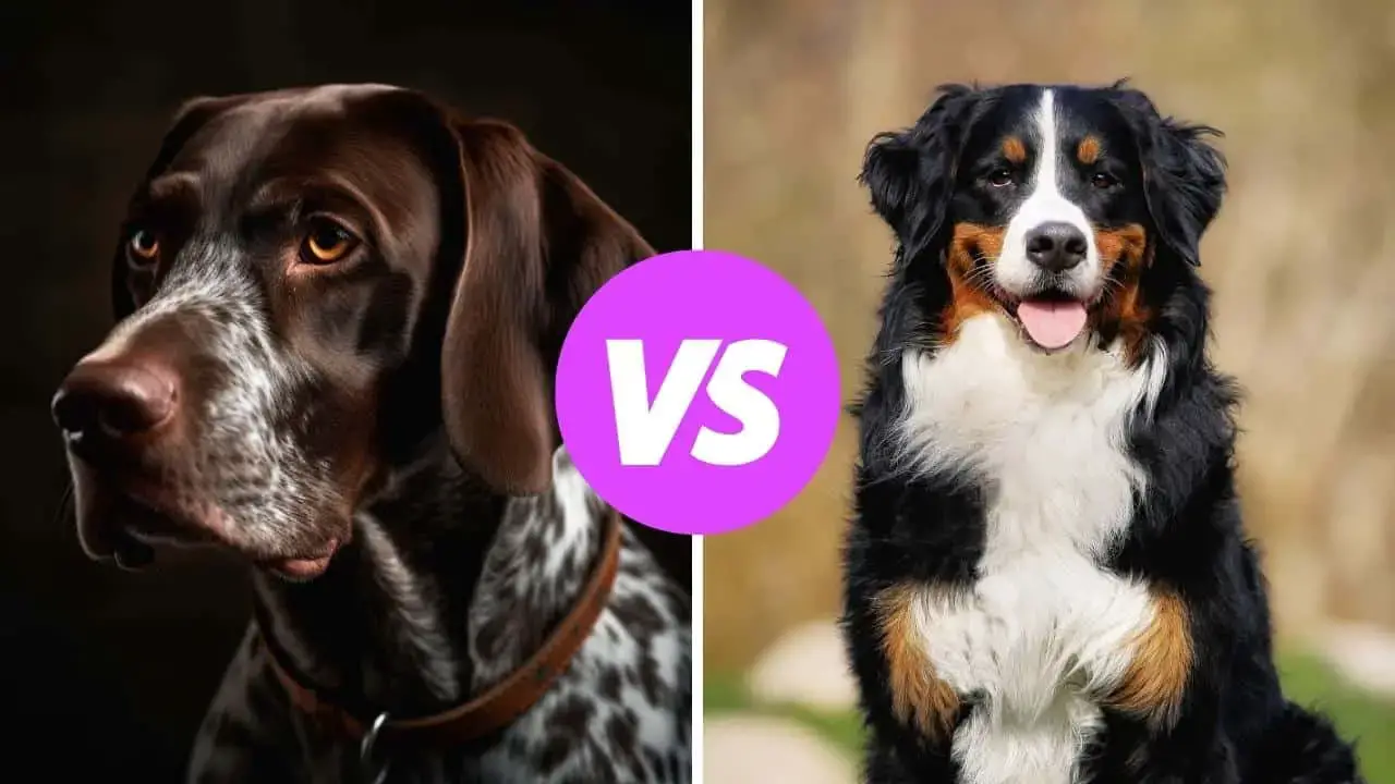 german shorthaired pointer vs bernese mountain dog
