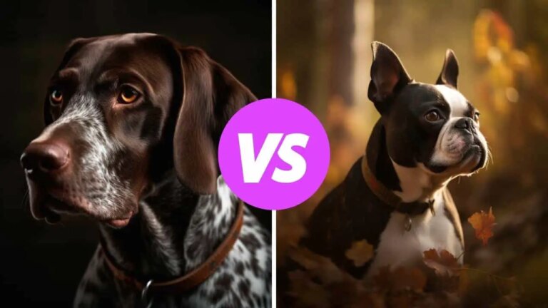 german shorthaired pointer vs boston terrier