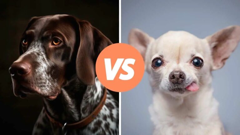 german shorthaired pointer vs chihuahua