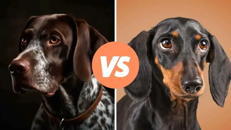 german shorthaired pointer vs dachshund