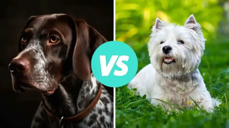 german shorthaired pointer vs west highland white terrier