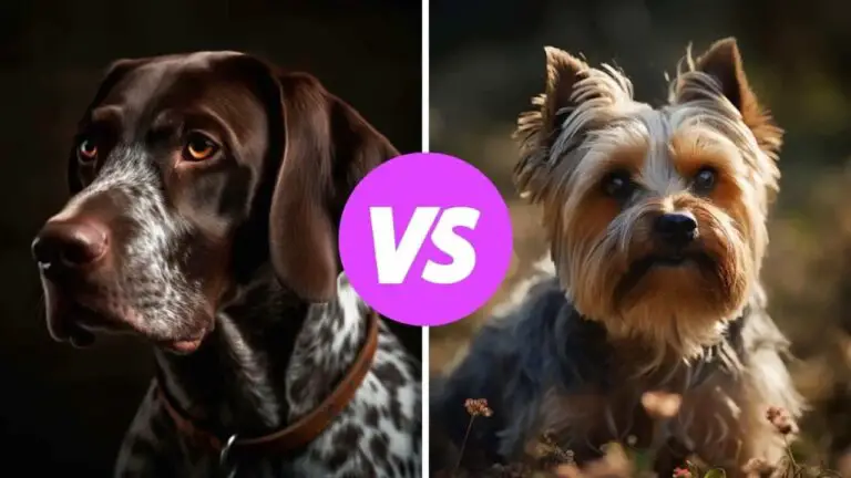 german shorthaired pointer vs yorkshire terrier