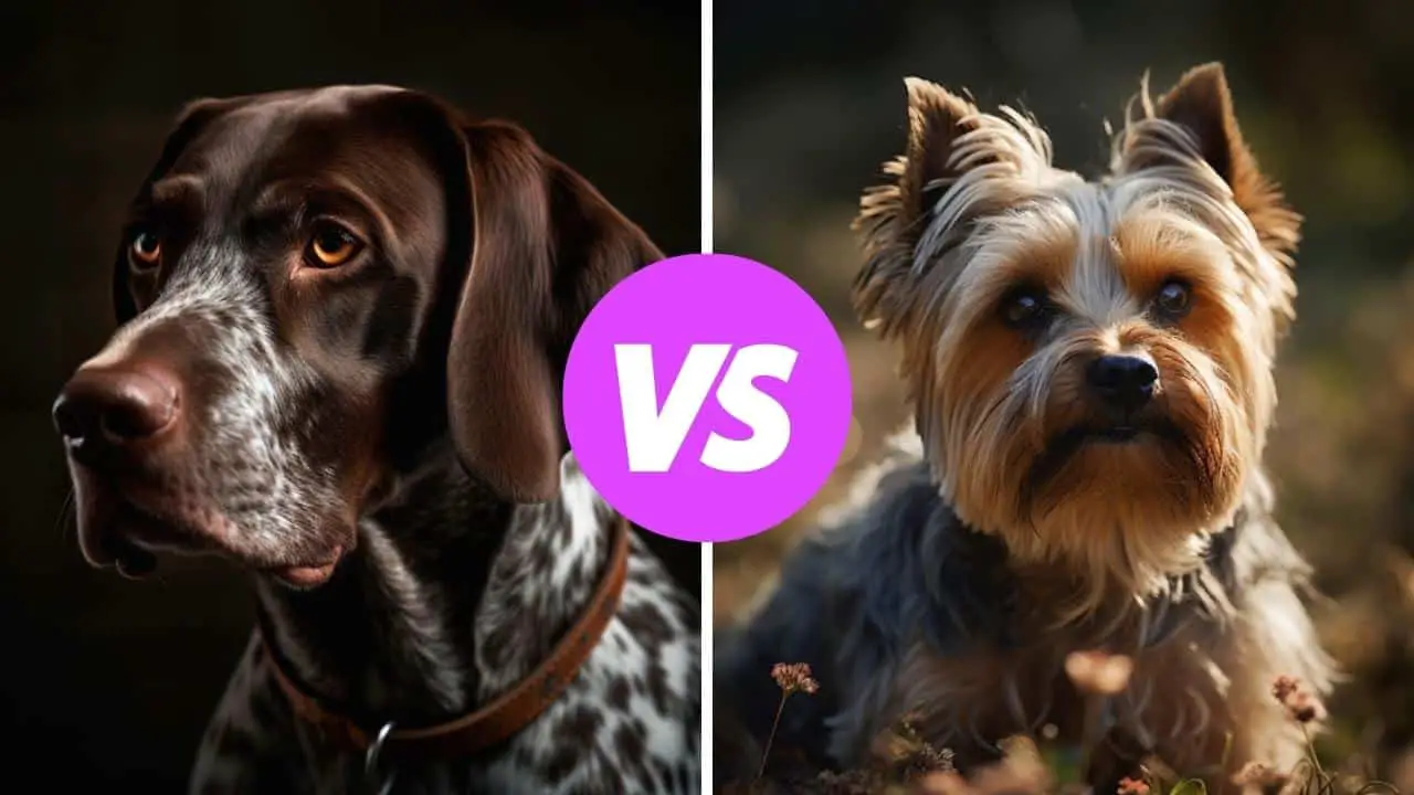 german shorthaired pointer vs yorkshire terrier