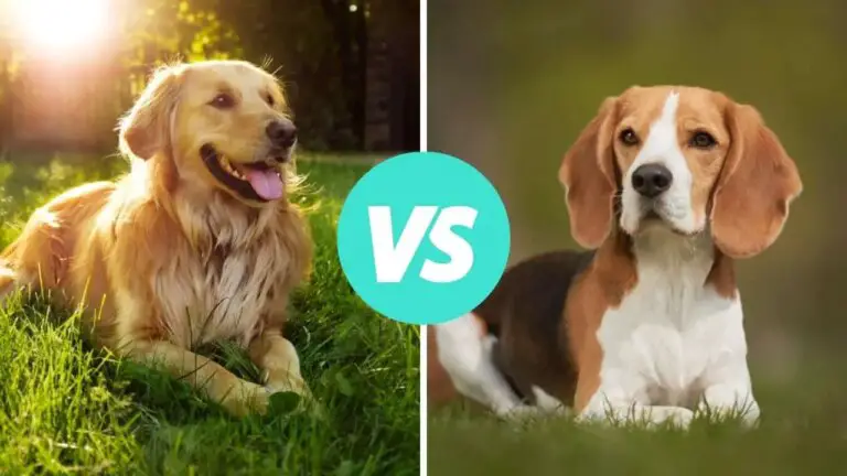 golden retriever vs beagle
