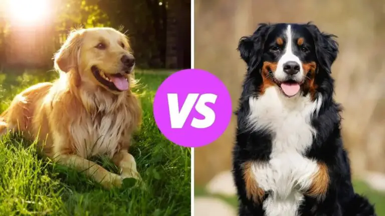golden retriever vs bernese mountain dog