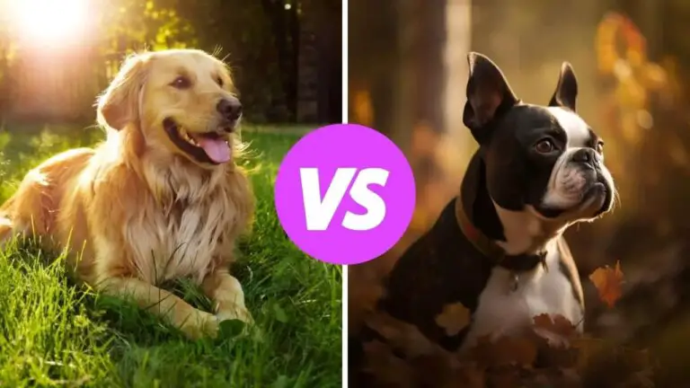 golden retriever vs boston terrier
