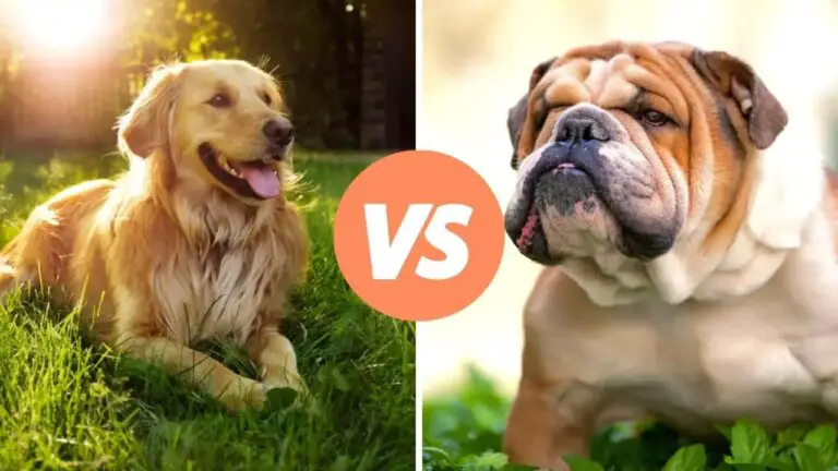 golden retriever vs bulldog