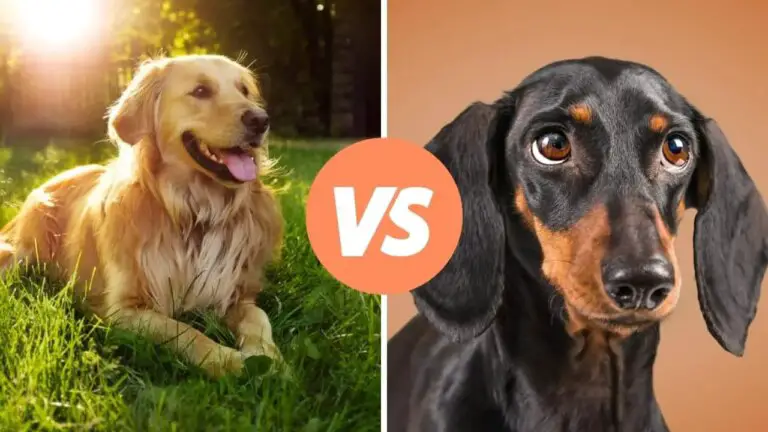 golden retriever vs dachshund