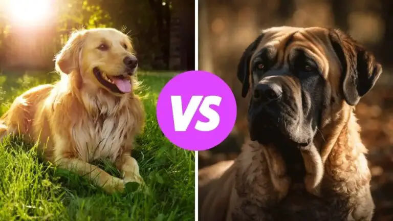 golden retriever vs mastiff