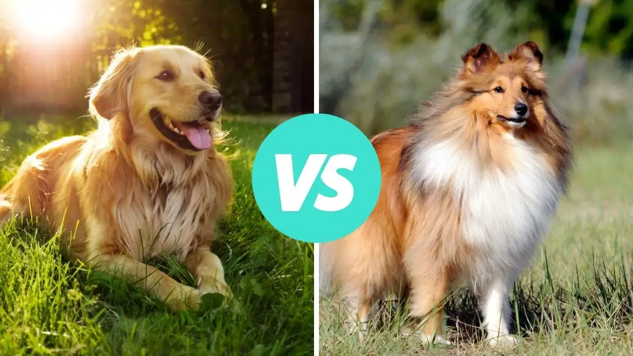 golden retriever vs shetland sheepdog