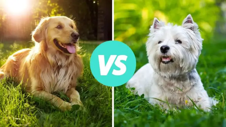 golden retriever vs west highland white terrier