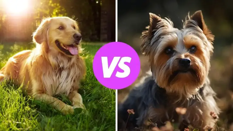 golden retriever vs yorkshire terrier