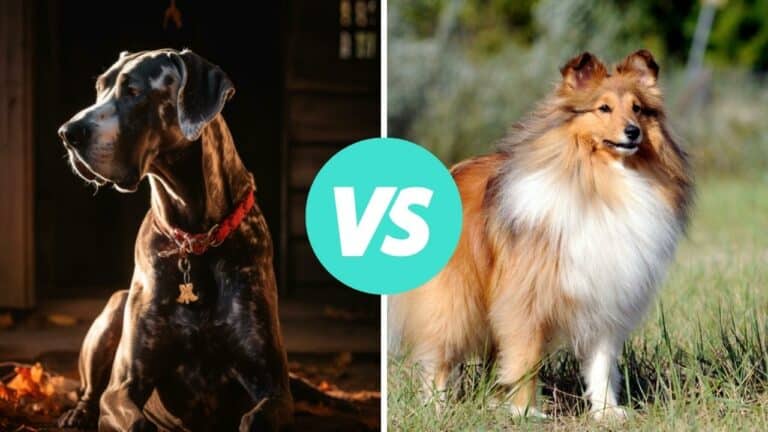 great dane vs shetland sheepdog