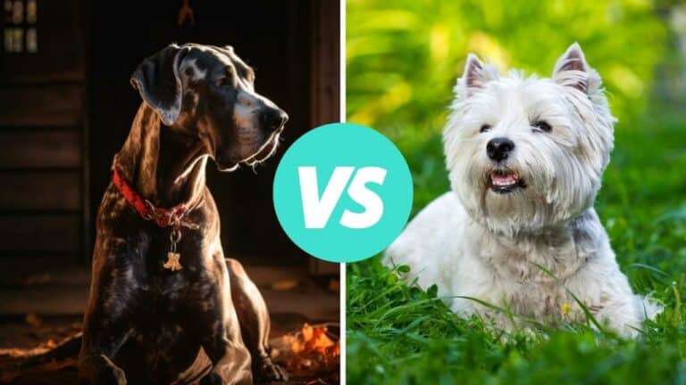 great dane vs west highland white terrier