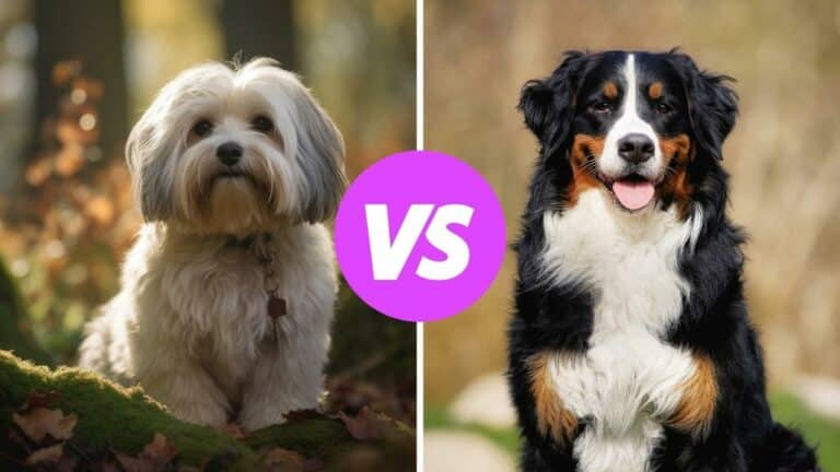 havanese vs bernese mountain dog
