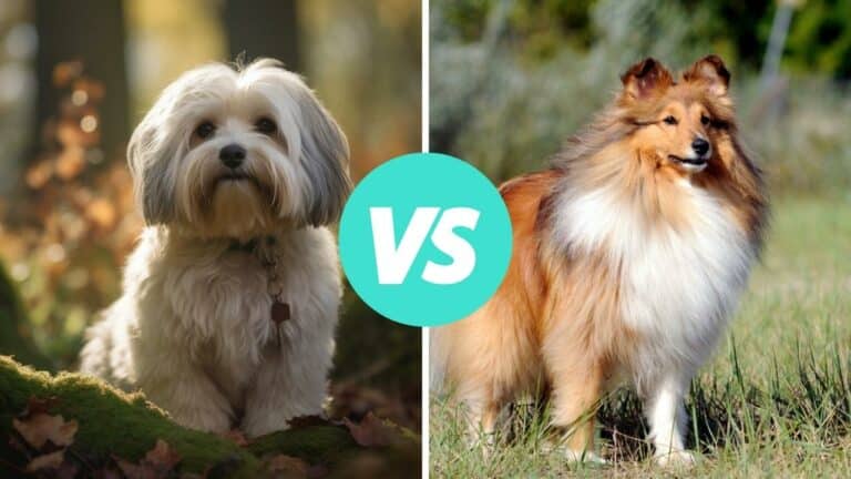 havanese vs shetland sheepdog