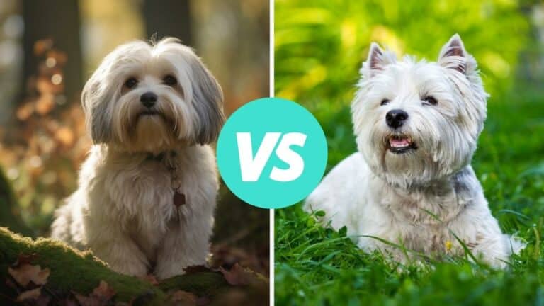 havanese vs west highland white terrier