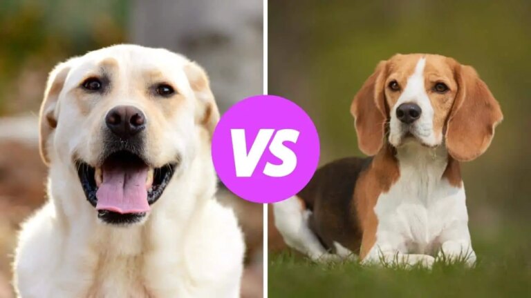 labrador retriever vs beagle