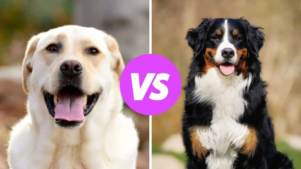 labrador retriever vs bernese mountain dog