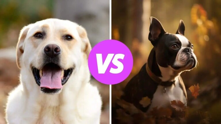 labrador retriever vs boston terrier