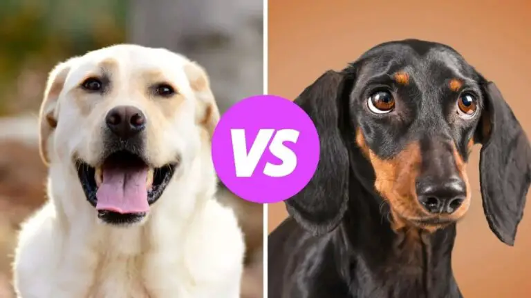 labrador retriever vs dachshund
