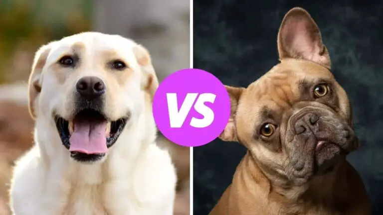 labrador retriever vs french bulldog