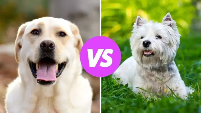 labrador retriever vs west highland white terrier