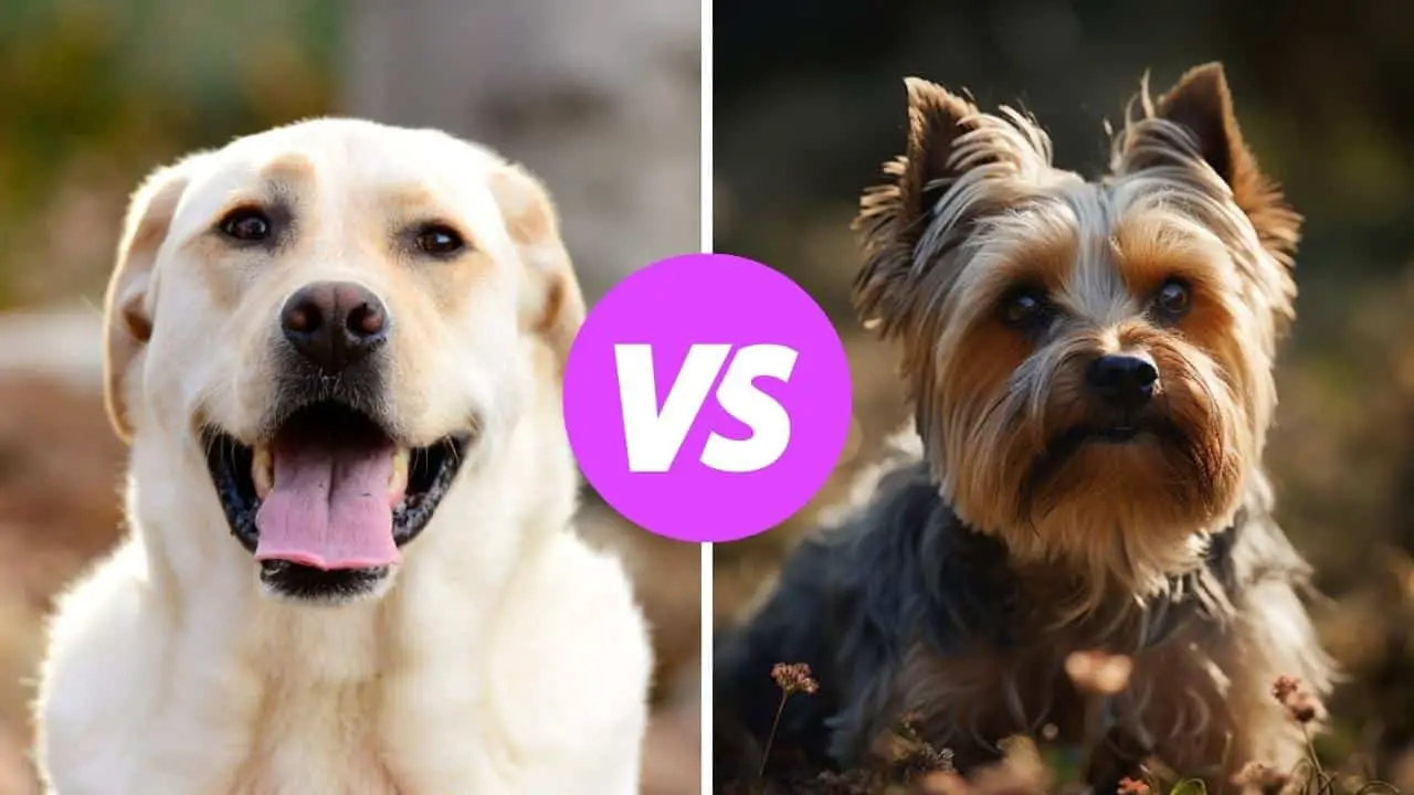 labrador retriever vs yorkshire terrier
