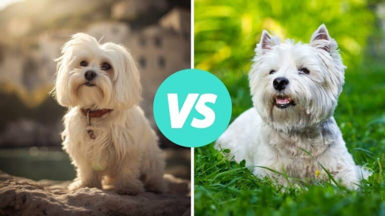 maltese vs west highland white terrier
