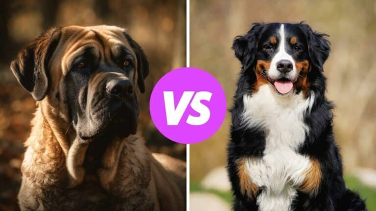mastiff vs bernese mountain dog